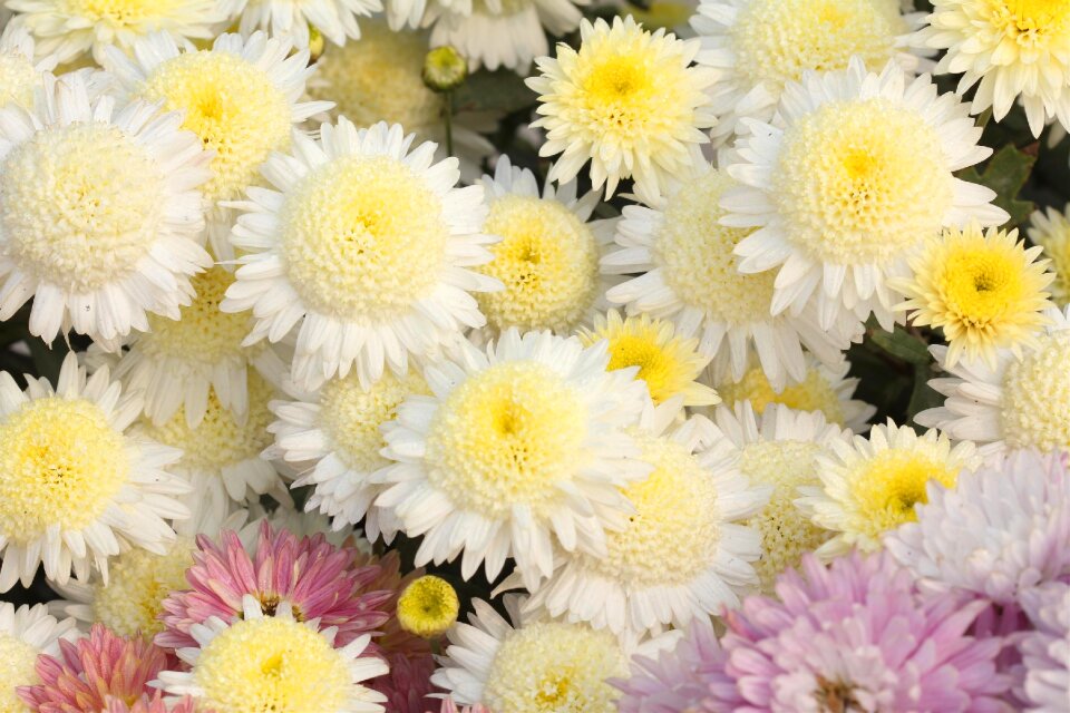 Nature white