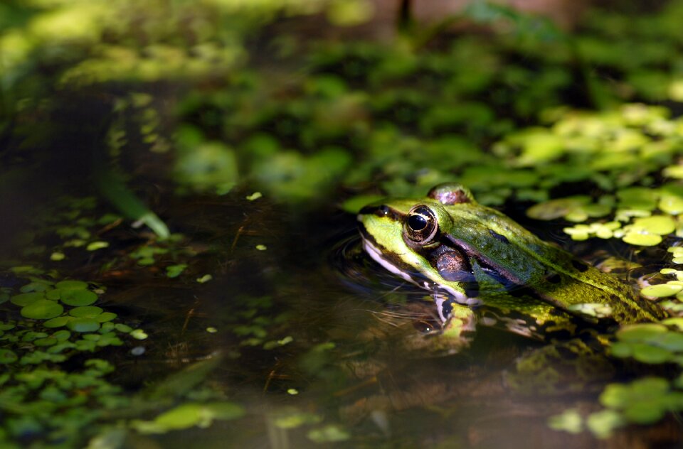 Green amphibian animal