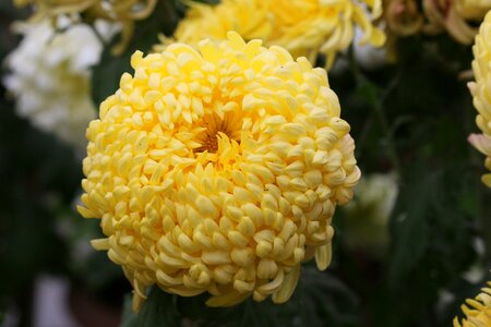 Chrysanthemum yellow