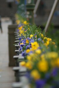 Flowers bridge torino