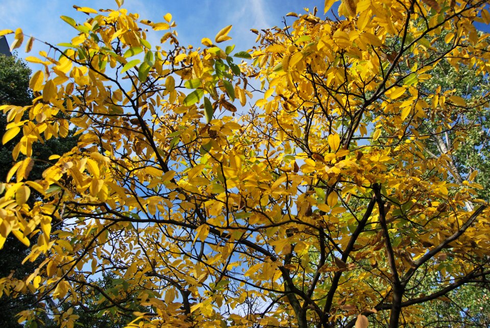 Yellow orange autumn gold photo