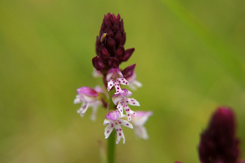 Blossom bloom protected plant