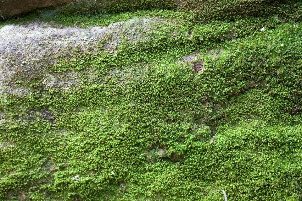 Plant floor photography natural landscape