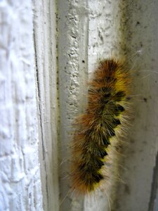 Insect animal nature