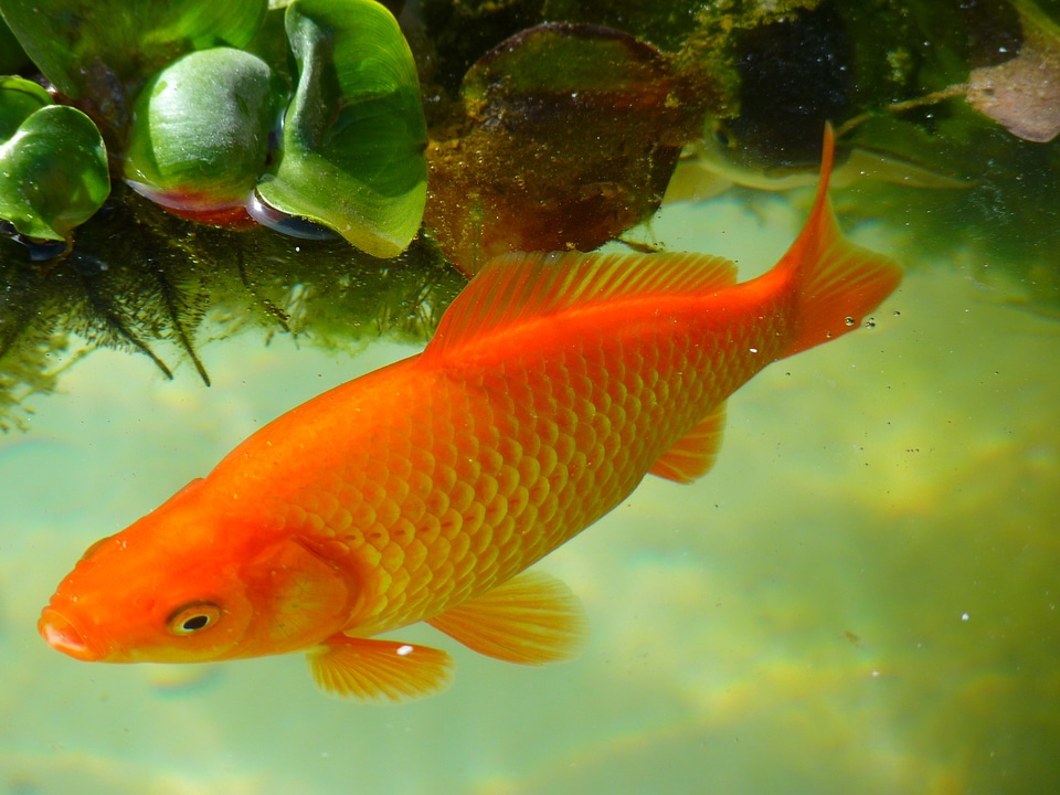 Wet freshwater fish water