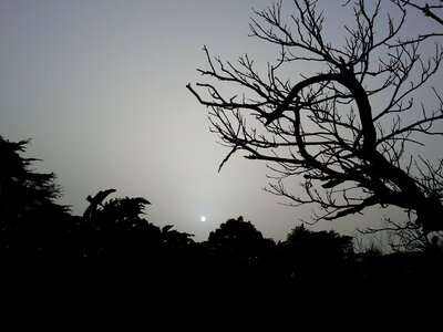 Tree night sunset