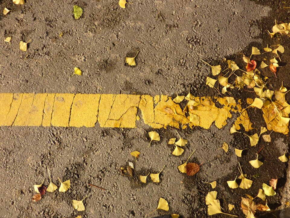 Nature leaves road