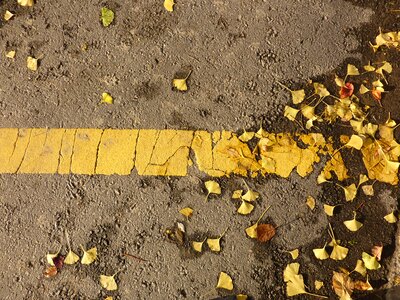 Nature leaves road photo