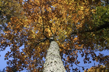 Yellow leaves forest park photo