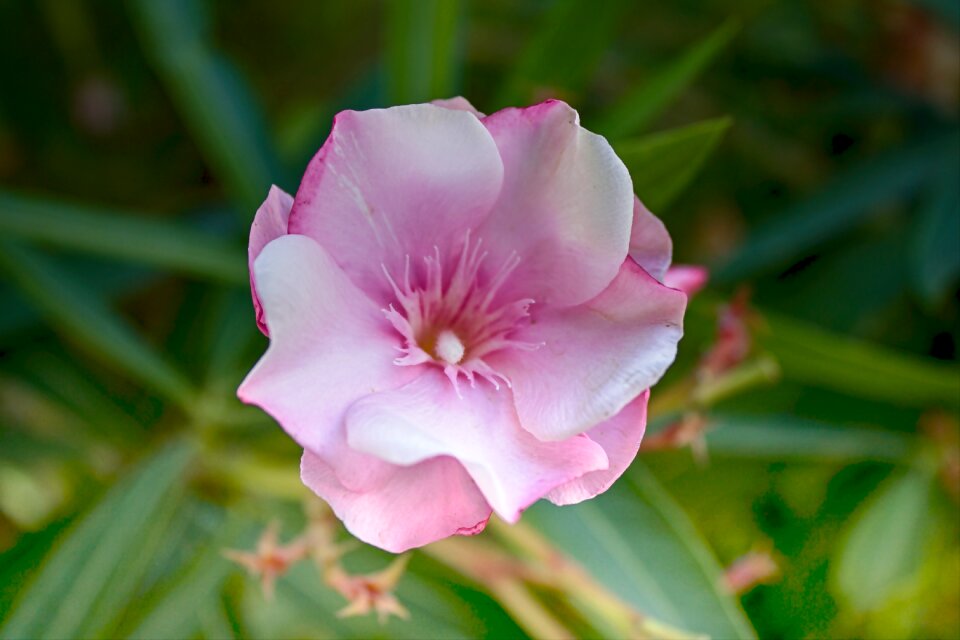 Flower bloom botany