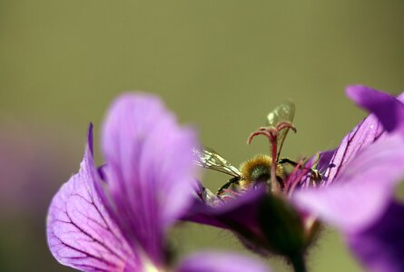 Purple close up nature