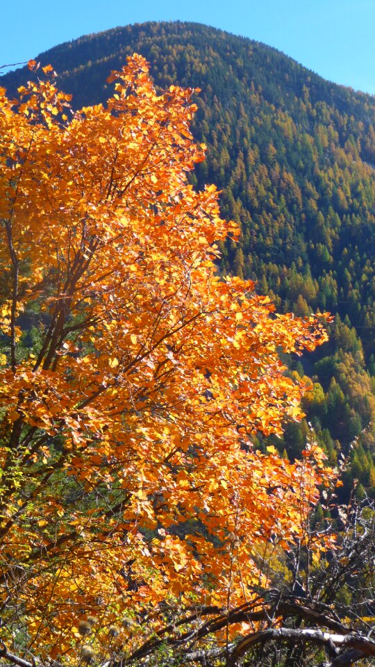 Foliage mountain leaves photo