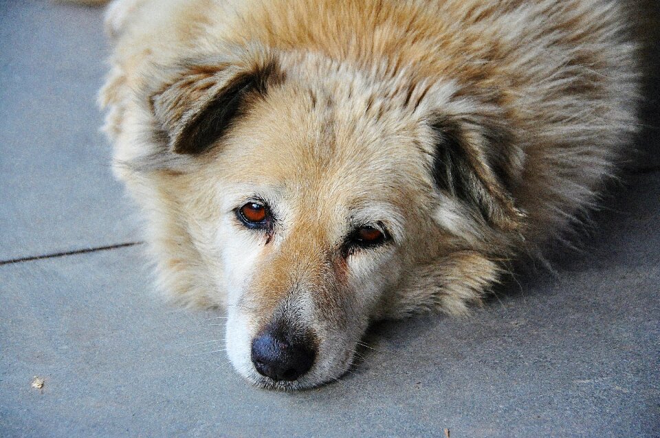 Retriever golden retriever doggy