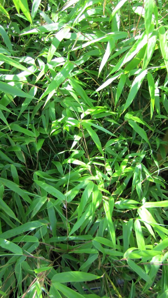 Bamboo zen freshness