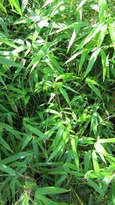 Bamboo zen freshness