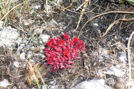 Flora taurus nature