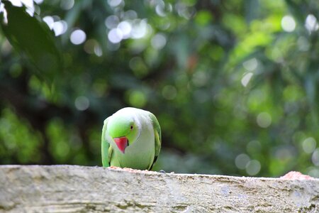 Pet green