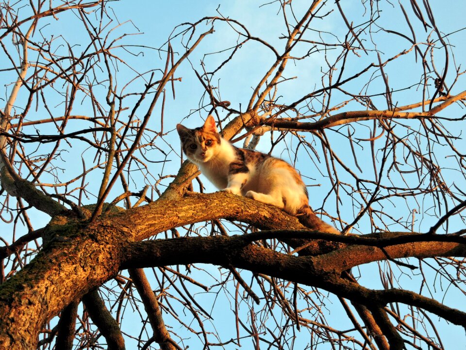 Animal feline climbing