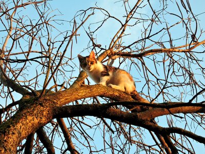 Animal feline climbing