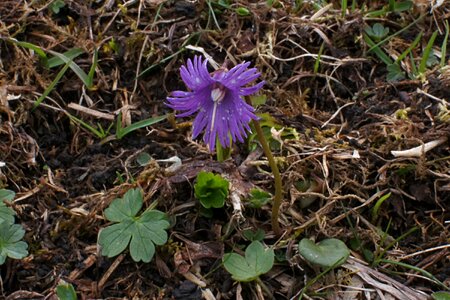 Blossom bloom alpine flower