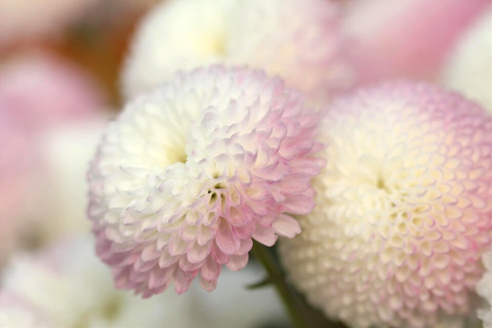 Nature white