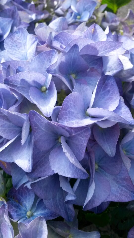 Brittany flowers blue