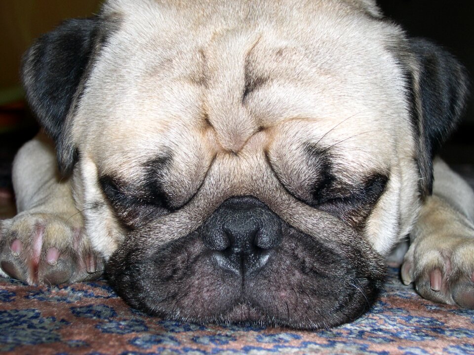 Purebred dog lap dog cute
