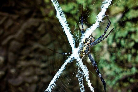 Cobweb arachnid x photo