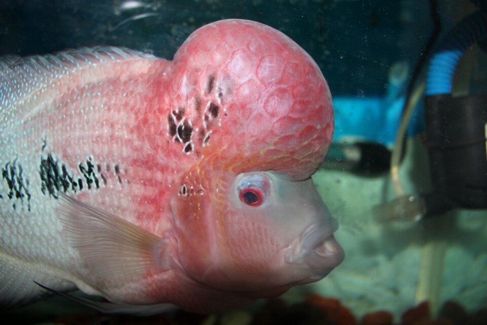 The bulk of rohan ocean fish began head shot