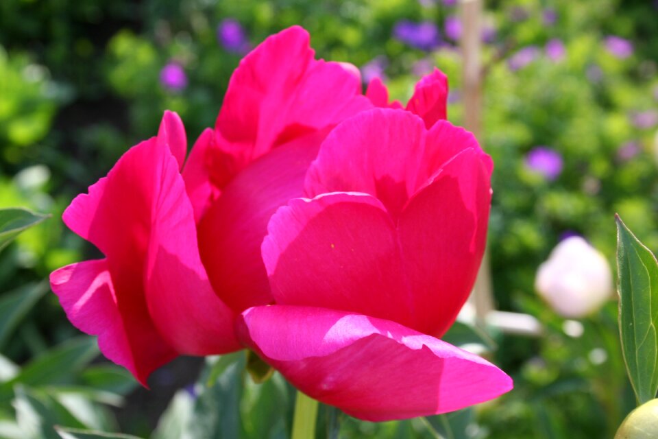 Red flower garden plant