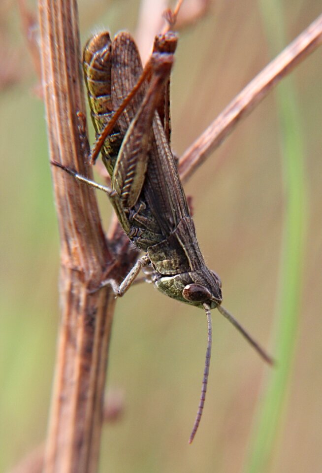 Viridissima heupferdchen macro