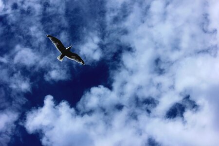 Blue flying clouds photo