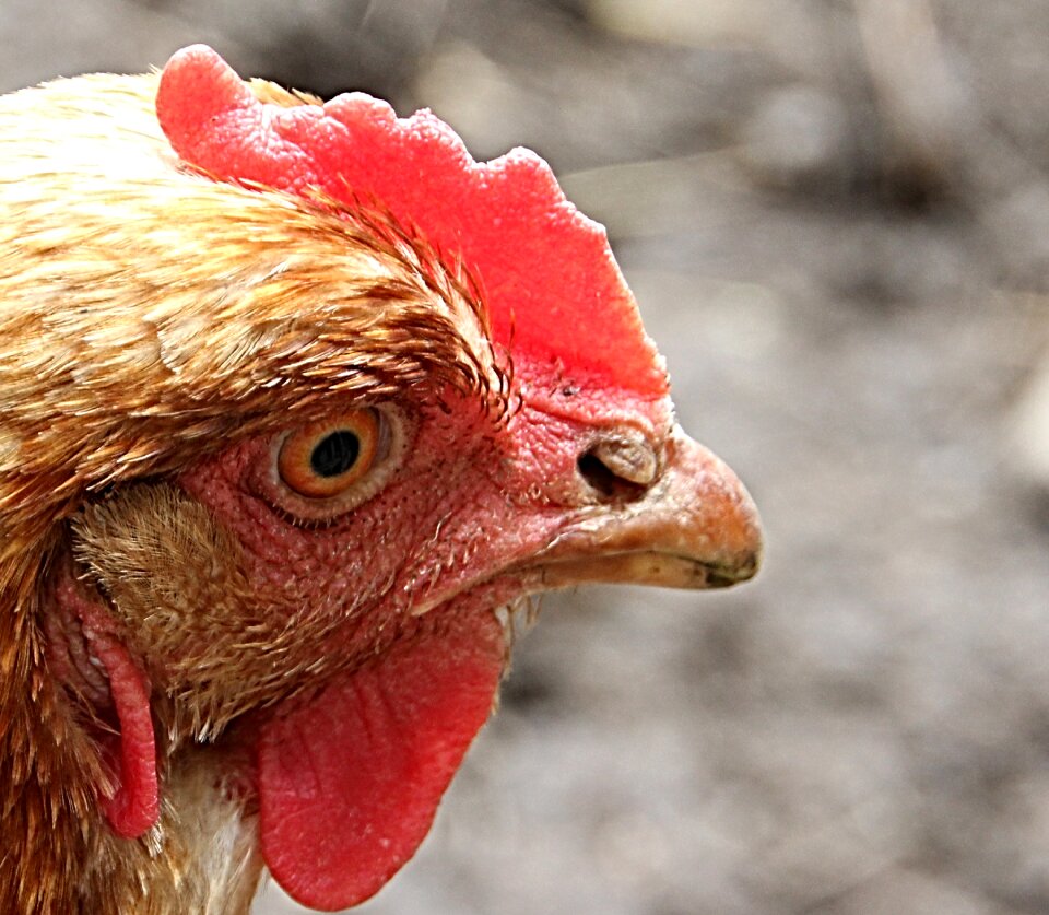 Farm animal portrait poultry