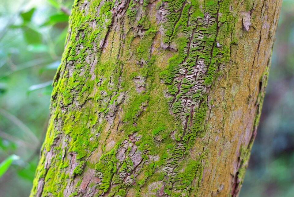 Plant ground photography
