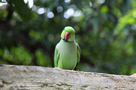 Cute tropical green