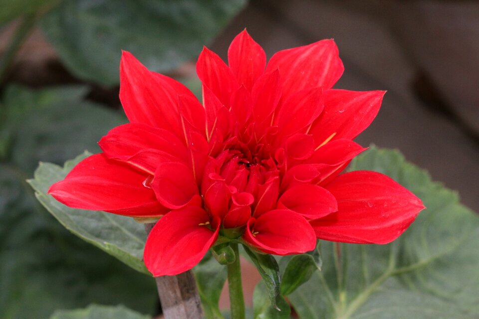 Flower red