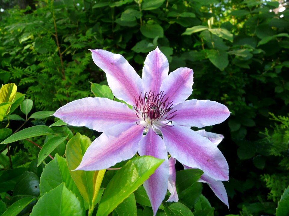 Close up blossom bloom