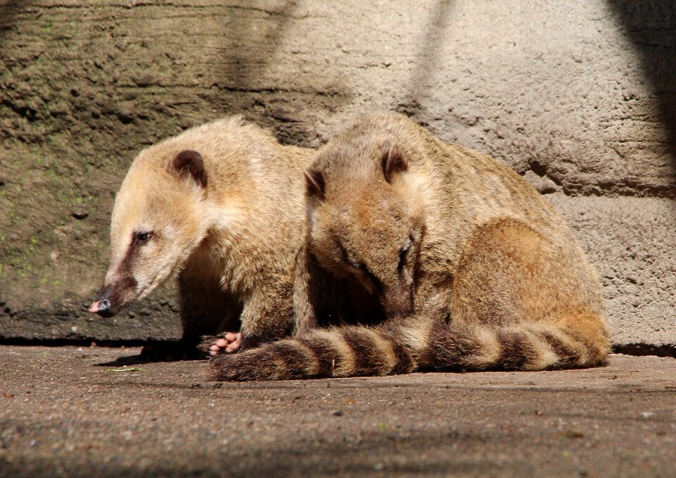 Small bear nature animals