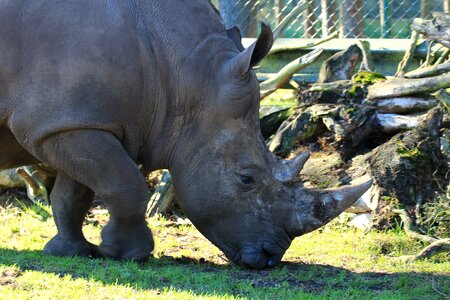 Animals mammal zoo photo