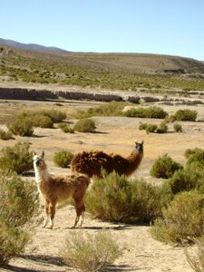 Fauna argentina touristic