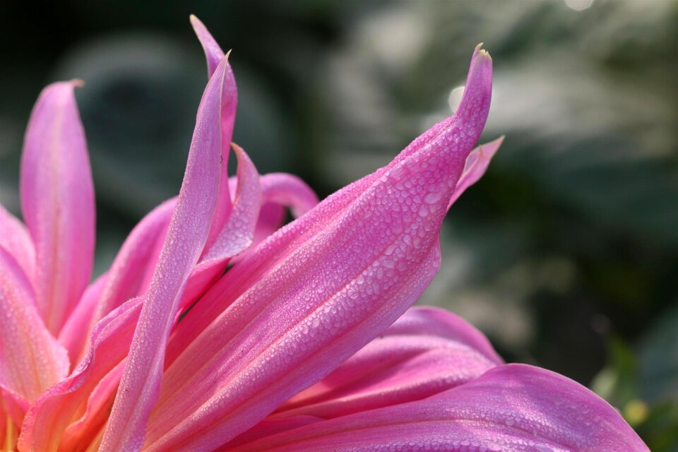 Nature petal