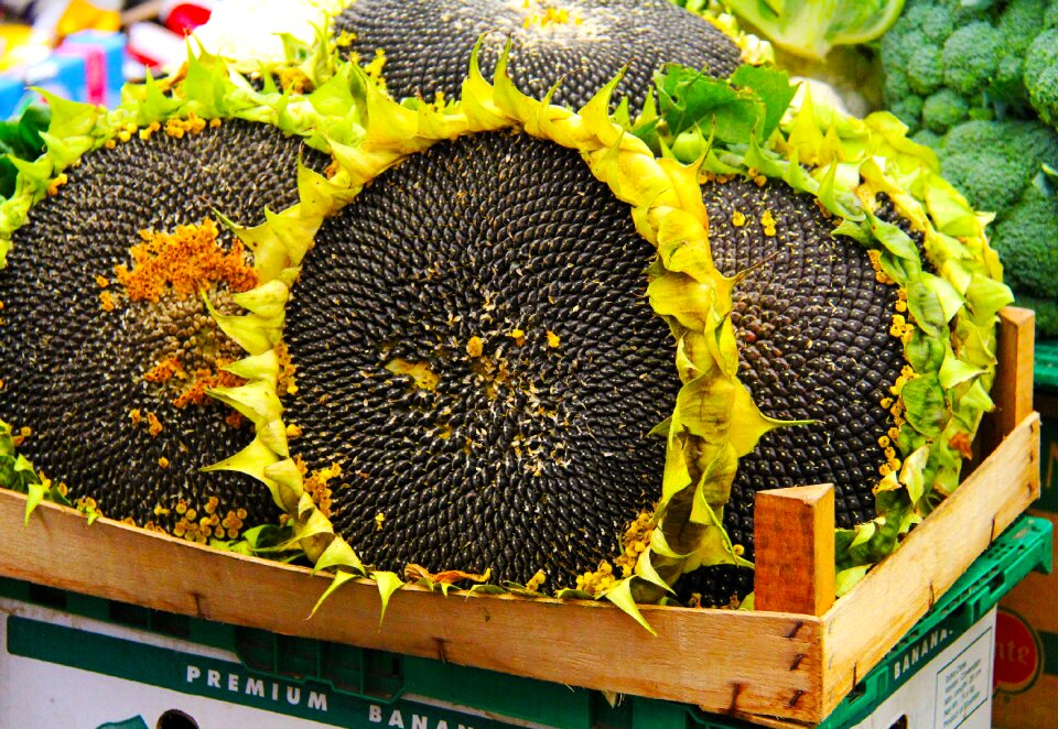 Stary kleparz traditional local