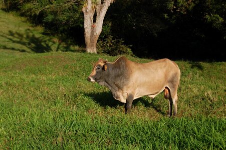 Animals oxen breeding photo