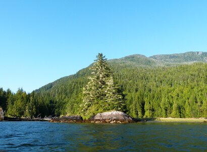 Tree pine water