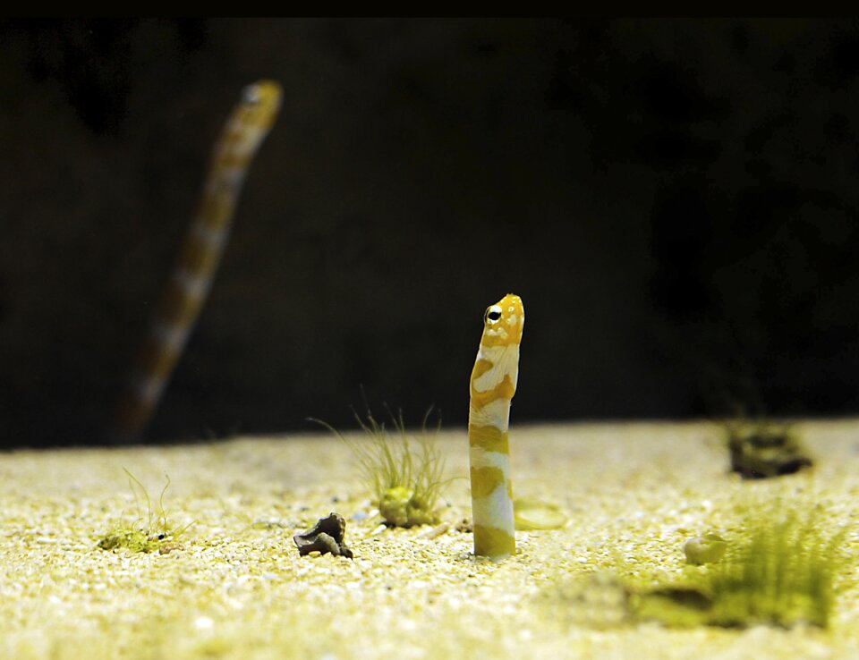 Water zoo underwater