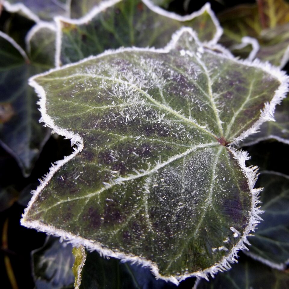 Nature cold autumn