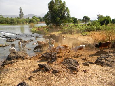 Agriculture africa river