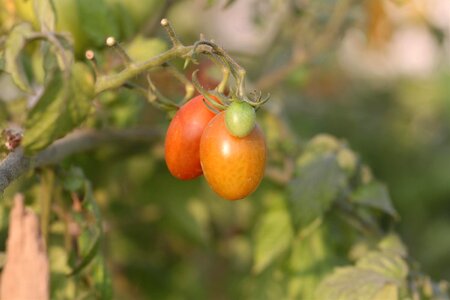Vegetable garden