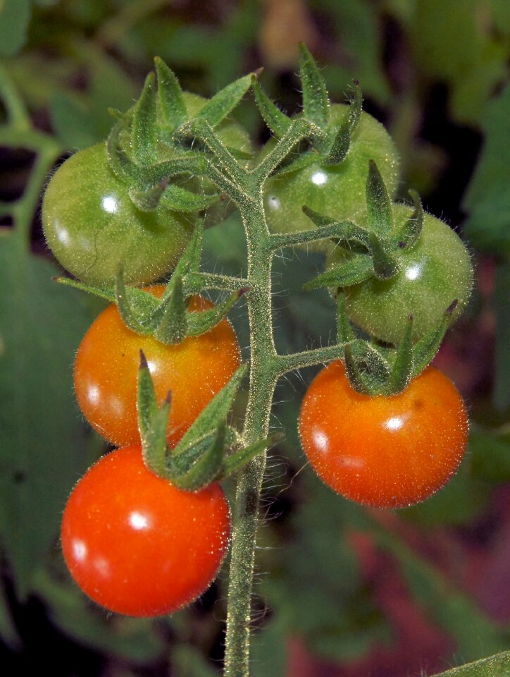 Food healthy fresh