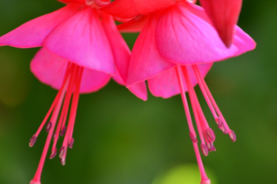 Fuchsia garden summer